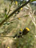 Image of smooth hawkweed