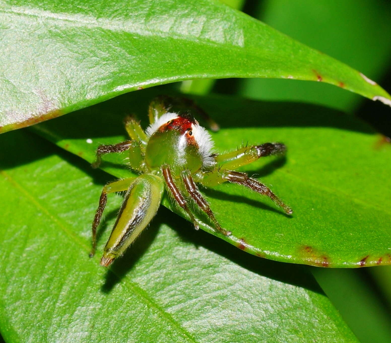 Image of Mopsus