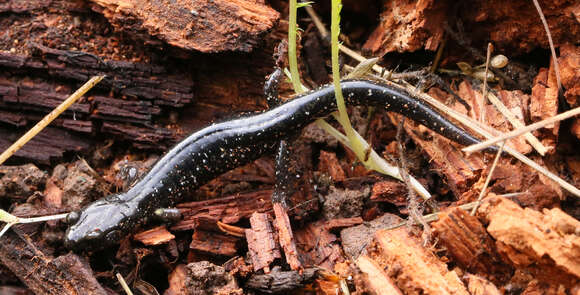 Image of Black Salamander