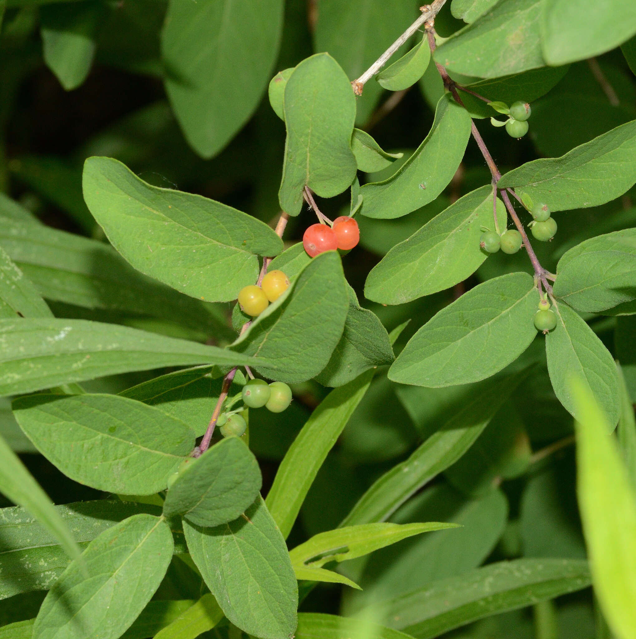 Image de Lonicera bella Zab.