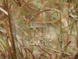 Image of Cyrtobill darwini Framenau & Scharff 2009