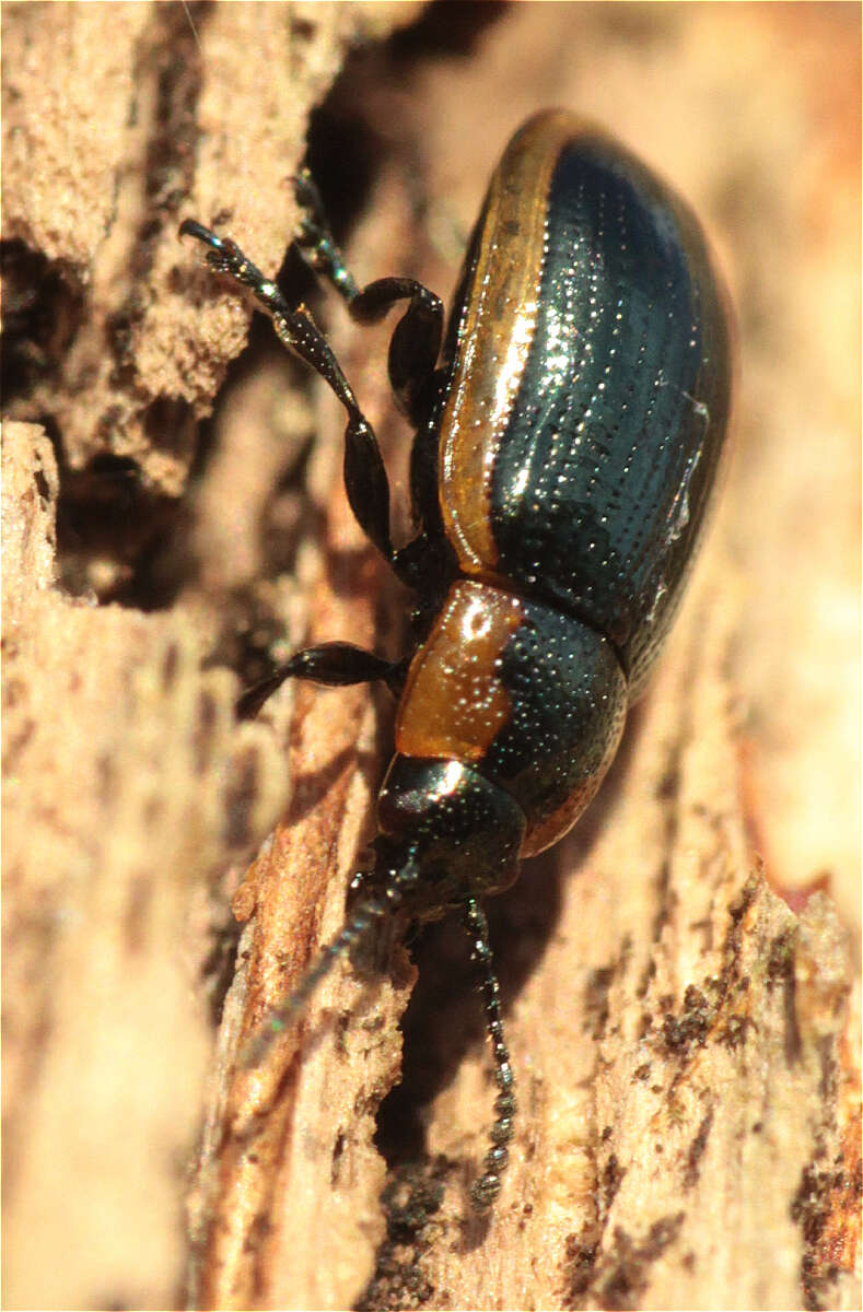 Image of Prasocuris marginella (Linnaeus 1758)