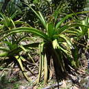 Aloe orientalis (H. Perrier) L. E. Newton & G. D. Rowley resmi