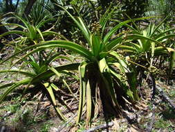 Aloe orientalis (H. Perrier) L. E. Newton & G. D. Rowley resmi