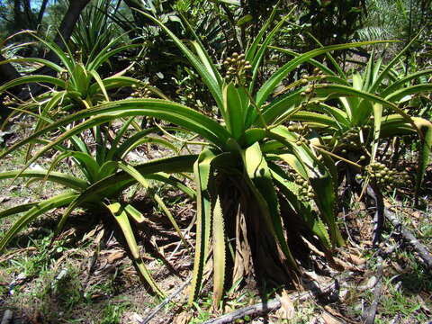 Plancia ëd Aloe orientalis (H. Perrier) L. E. Newton & G. D. Rowley