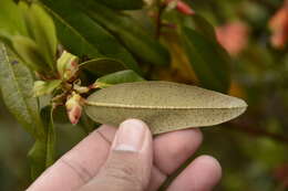 Image de Rhododendron keysii Nutt.