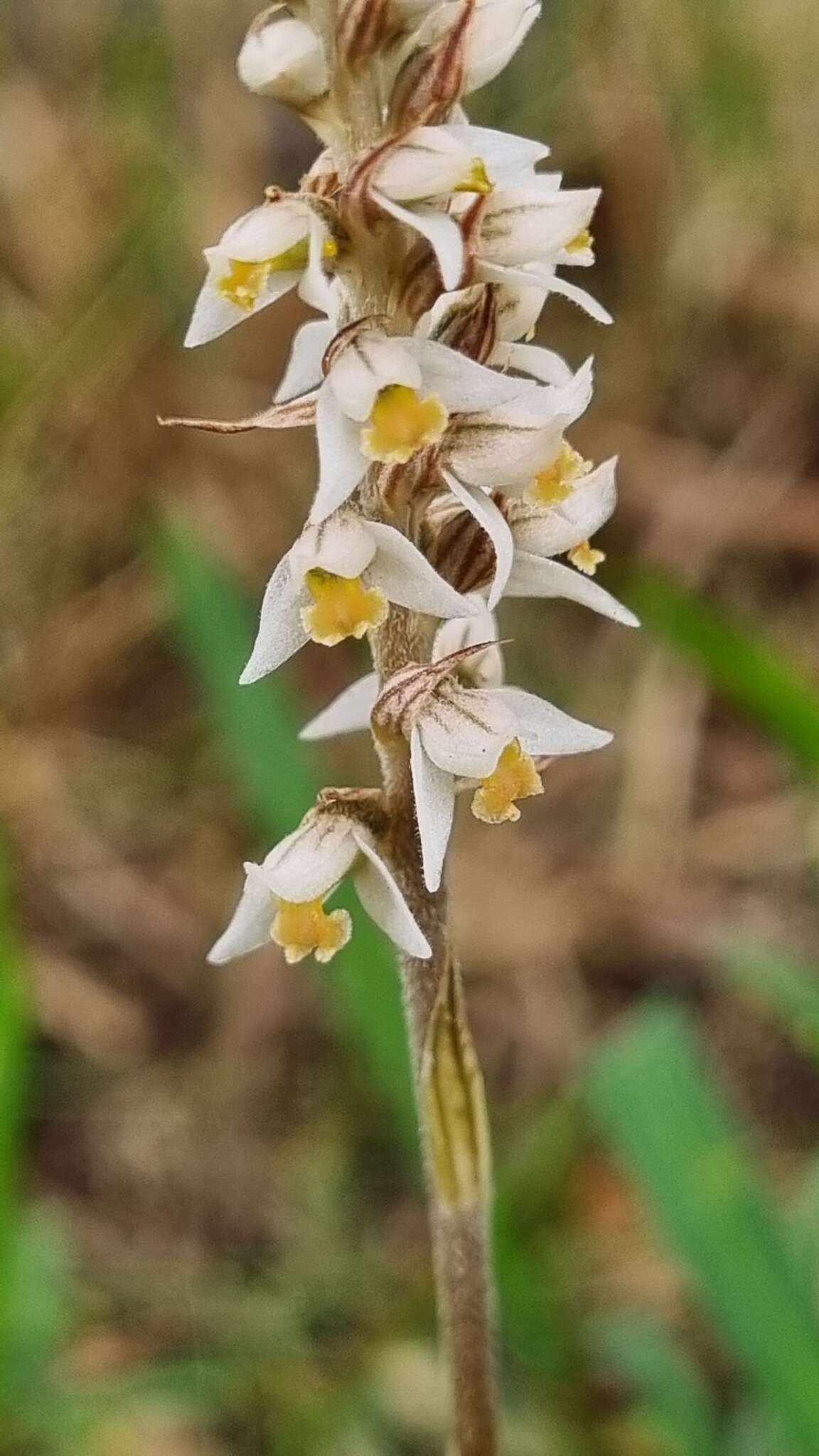 Image of Brachystele camporum (Lindl.) Schltr.