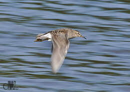 Image of Pectoral Sandpiper