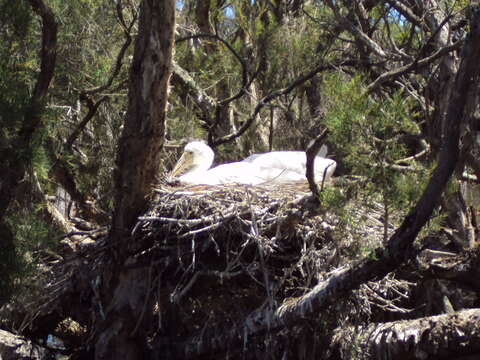 Imagem de Platalea flavipes Gould 1838