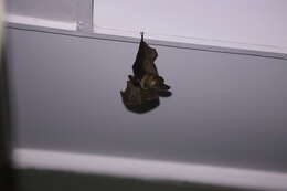 Image of Cape Long-eared Bat