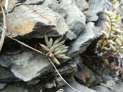 Image of Villadia cucullata Rose