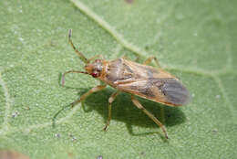 Image of Arocatus longiceps Stal & C. 1872