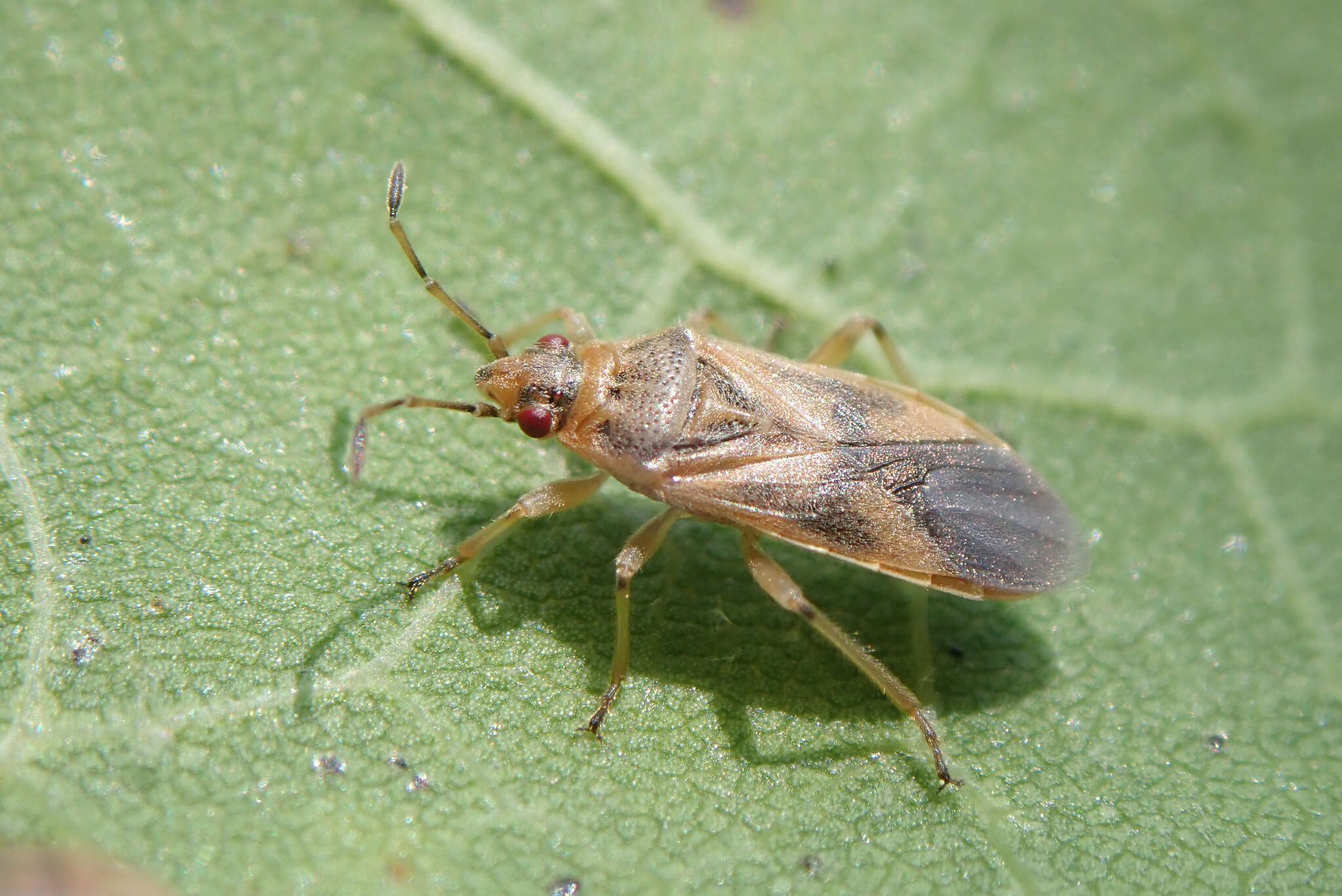 Image of Arocatus longiceps Stal & C. 1872