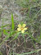 Image of Wyoming flax