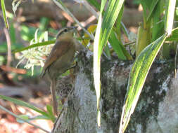 Image of Ochre-breasted Foliage-gleaner