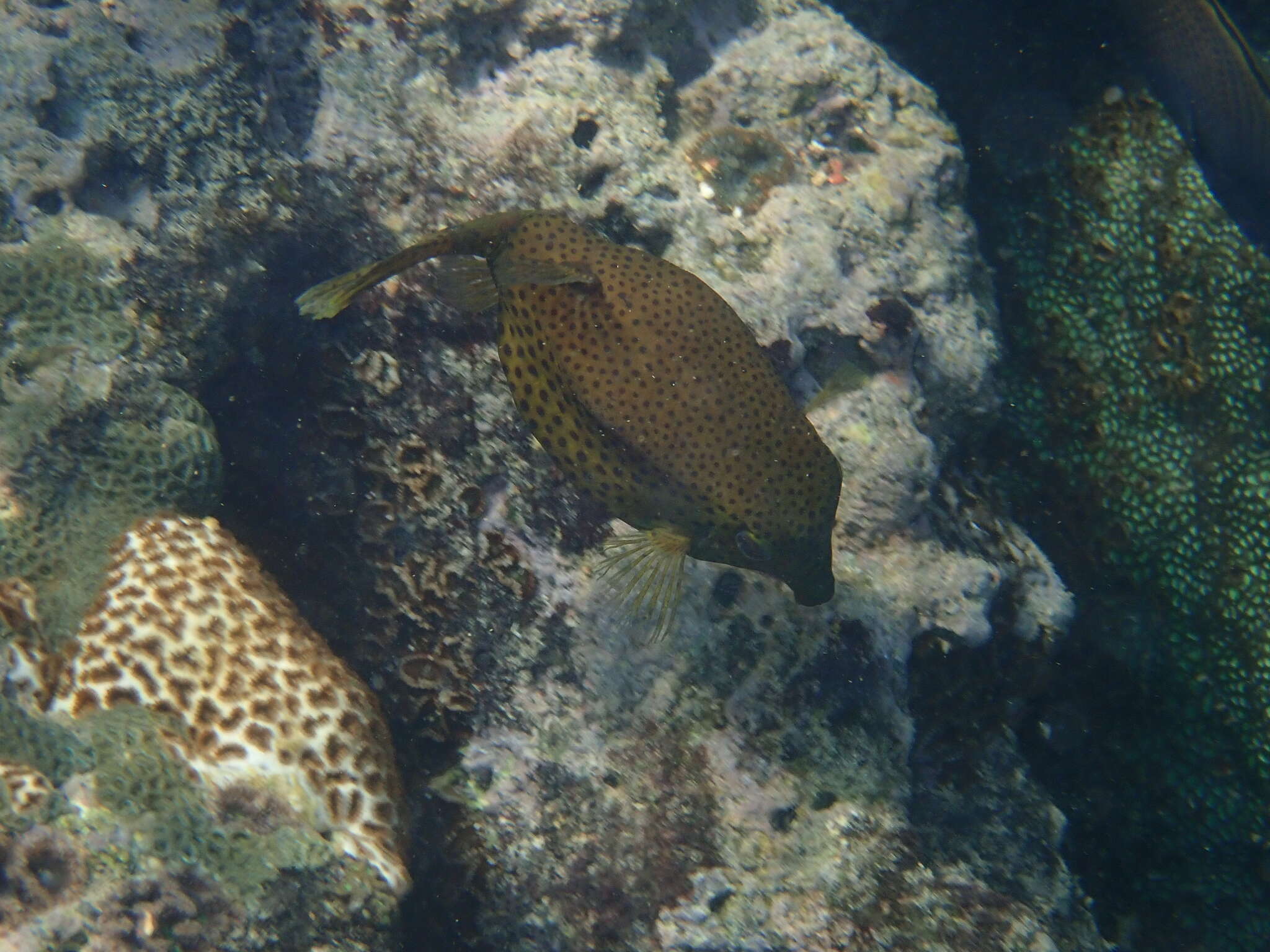 Image of Bluetail trunkfish