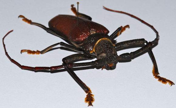 Image of <i>Hoplideres aquilus</i> Coquerel 1859