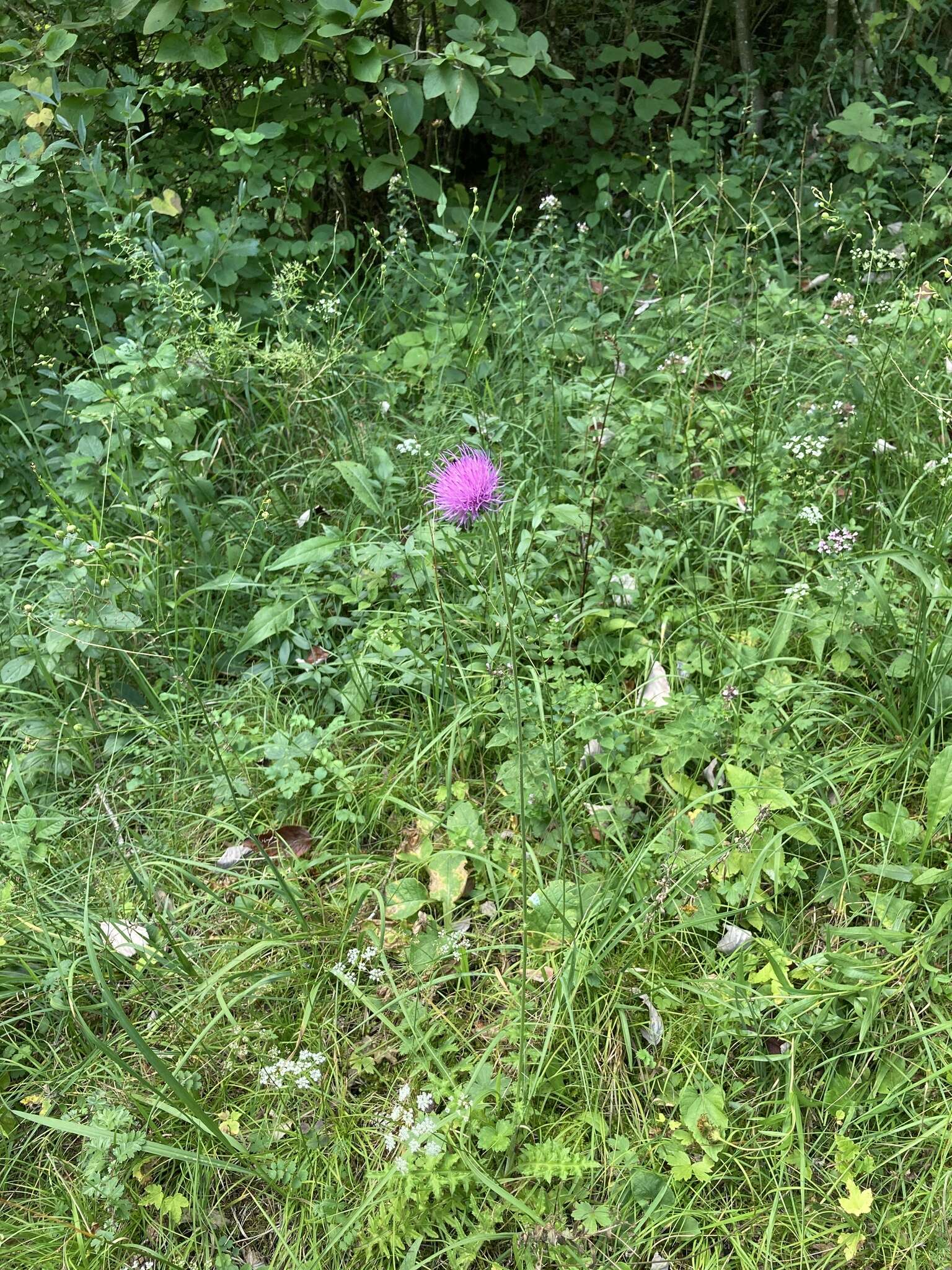 Image de Cirsium tuberosum (L.) All.