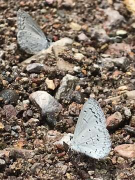 Image of Celastrina echo cinerea (W. H. Edwards 1883)