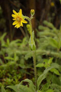 Image of narrowleaf arnica