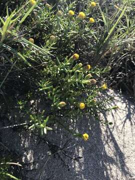 Image of Bajacalia crassifolia (S. Wats.) Loockerman, B. L. Turner & R. K. Jansen