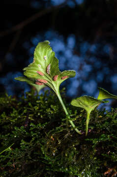 Image of Asplenium trilobum Cav.