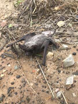 Image of Tadarine Free-tailed Bats