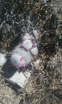 Image of Mammillaria haageana Pfeiff.