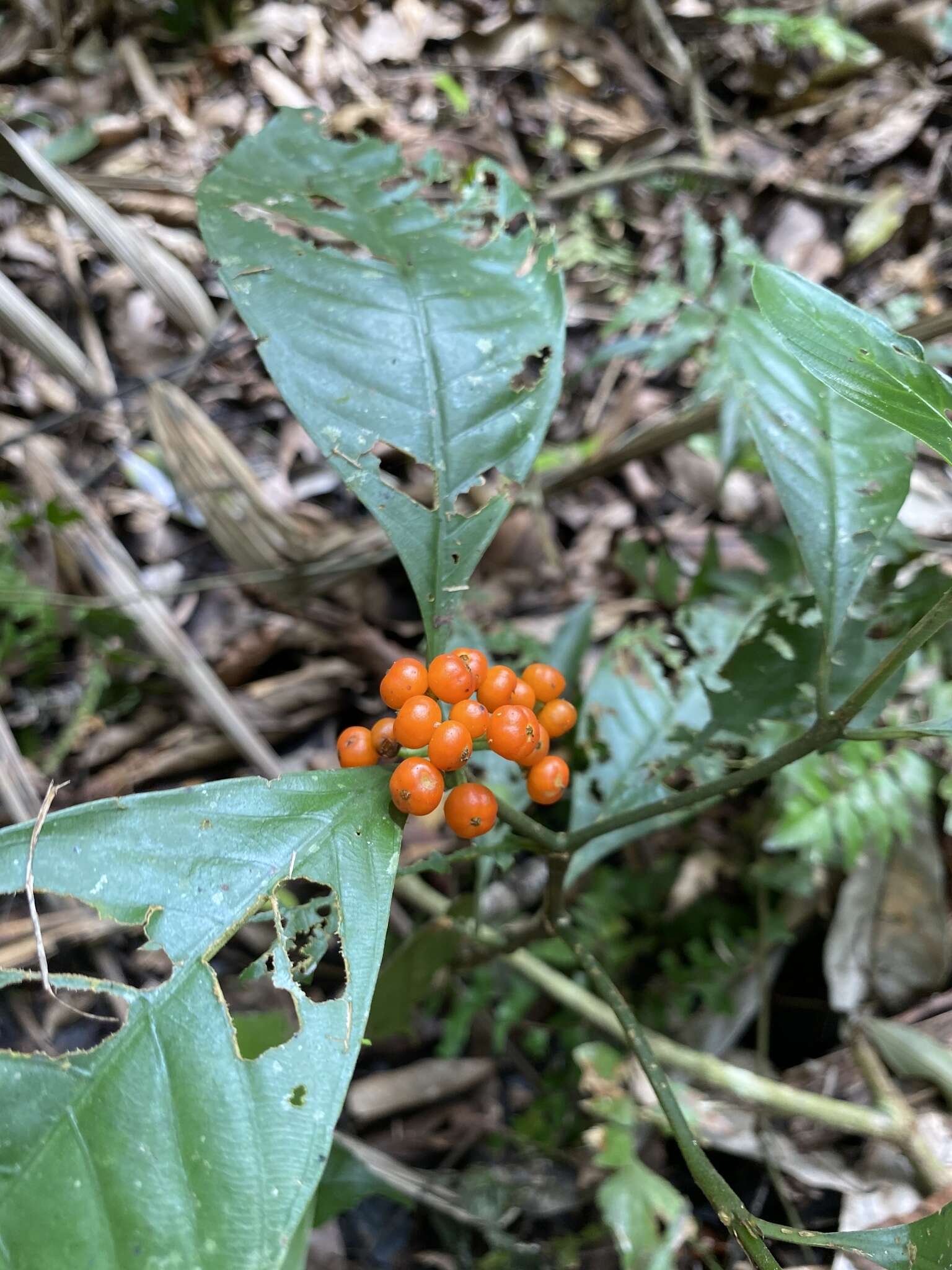 Imagem de Palicourea racemosa (Aubl.) Borhidi