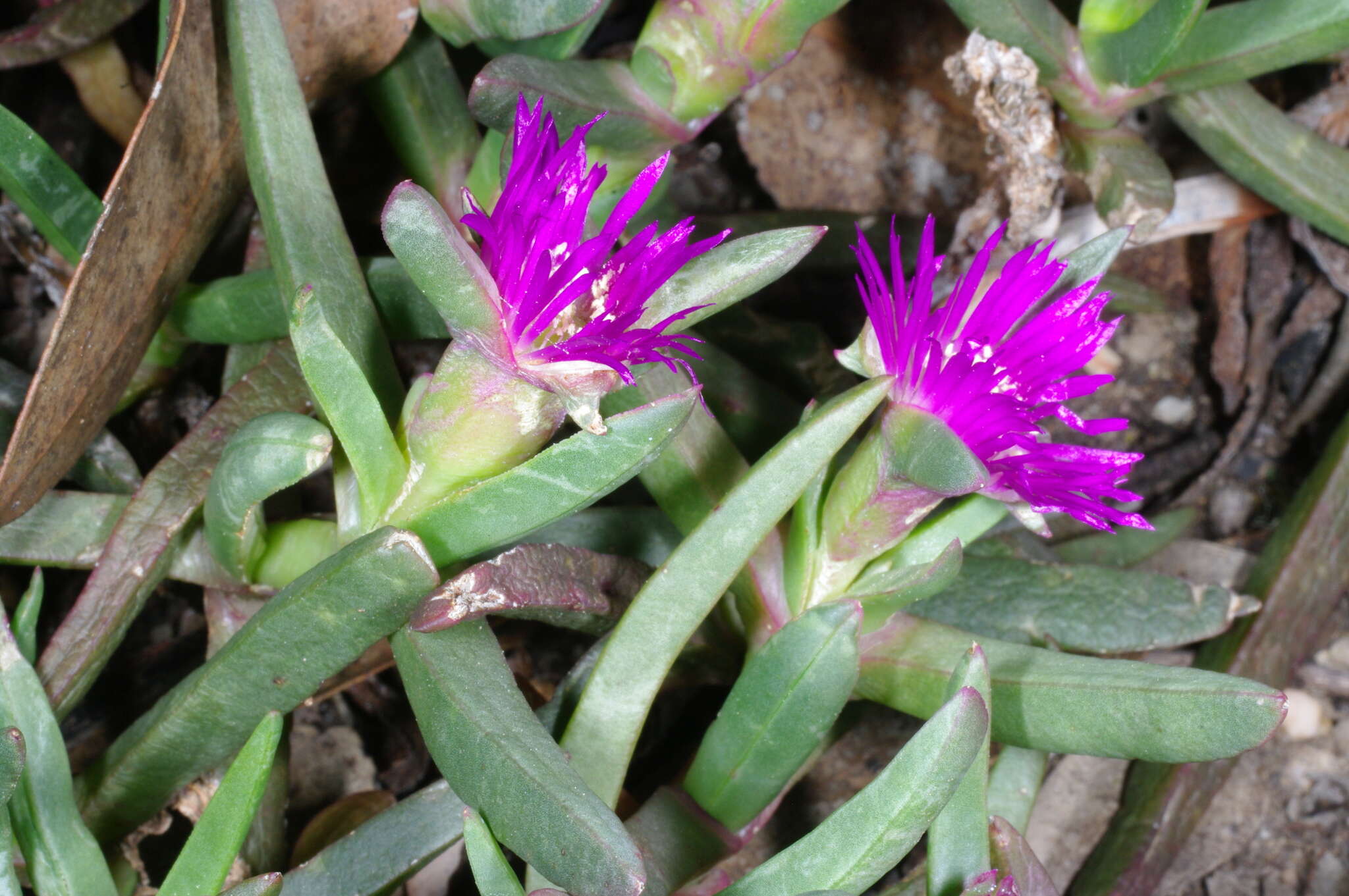 Image of Carpobrotus modestus S. T. Blake