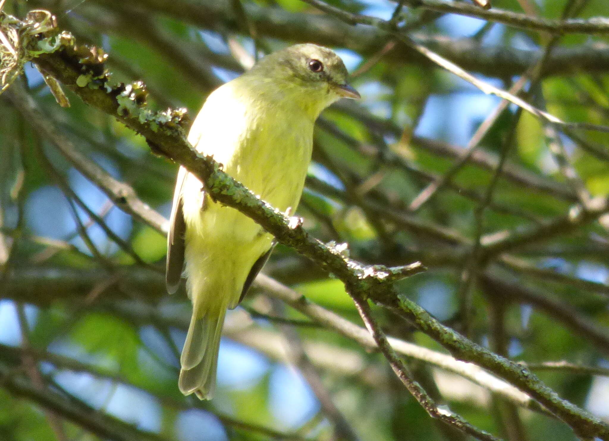 Image of Rough-legged Tyrannulet