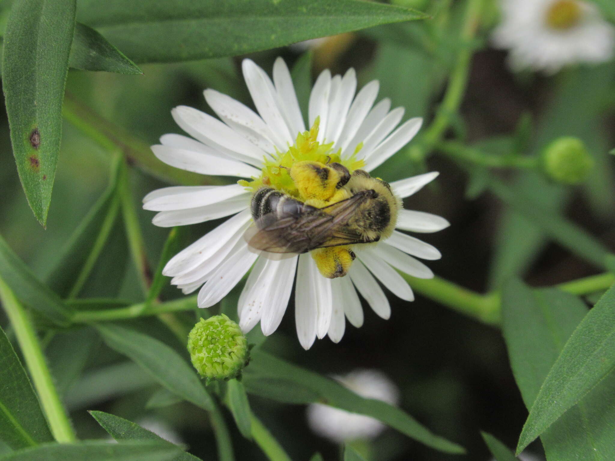 Andrena asteris Robertson 1891 resmi