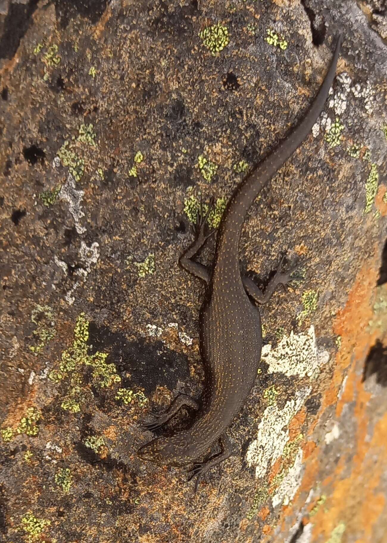 Image of Alpine Cool-skink