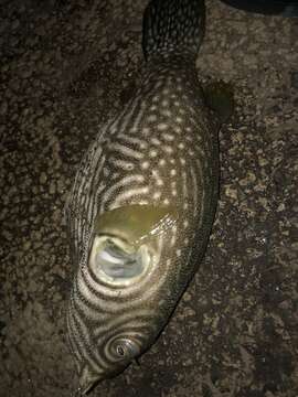 Image of Reticulated Blow Fish