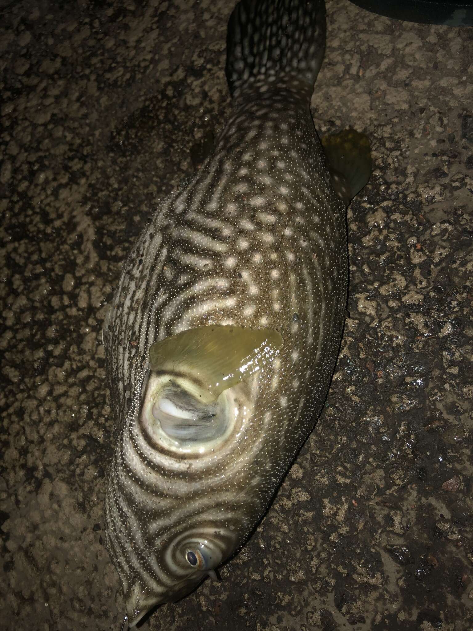 Image of Reticulated Blow Fish