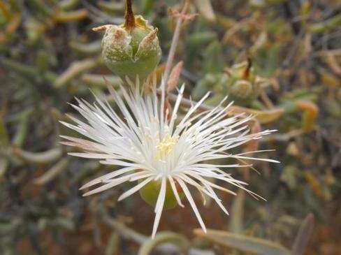 Слика од Mesembryanthemum brevicarpum (L. Bol.) Klak