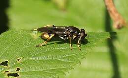 Xylota sylvarum (Linnaeus 1758) resmi