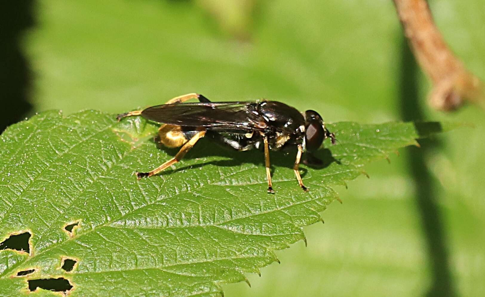 Xylota sylvarum (Linnaeus 1758) resmi