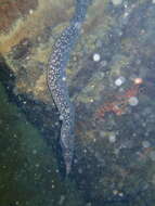 Image of Hourglass moray