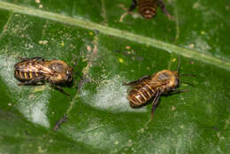 Image de Agapostemonoides weyrauchi Gonçalves & Melo 2006