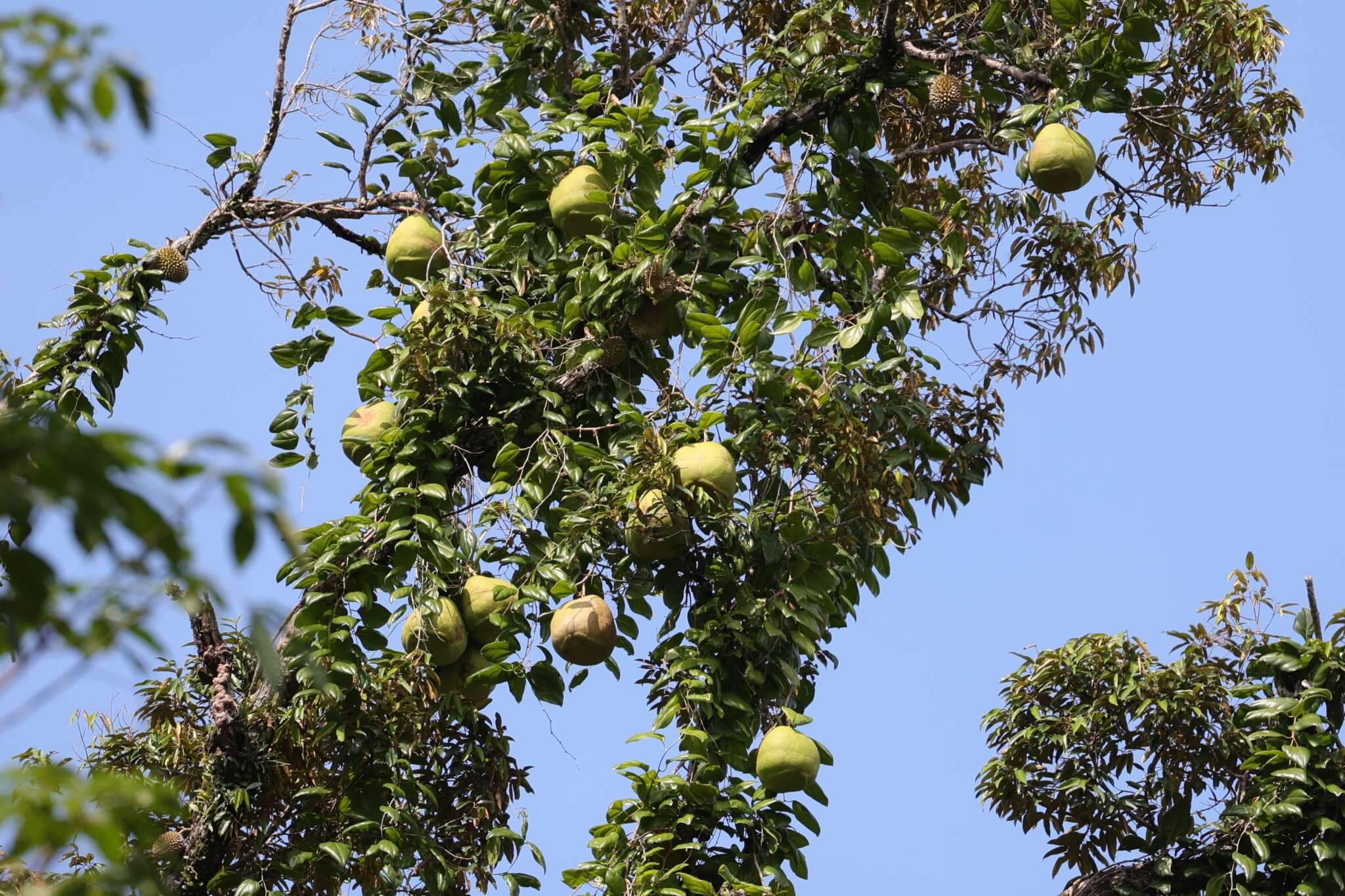 Image of Javan cucumber