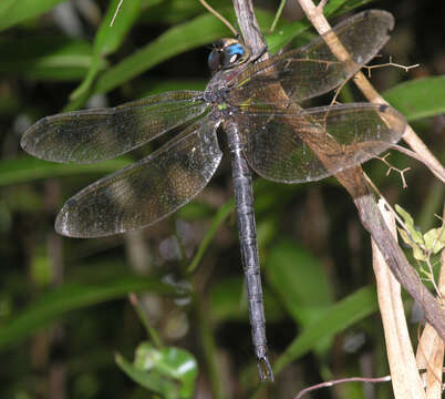 Image of Tetracanthagyna waterhousei McLachlan 1898