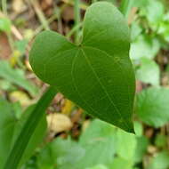 Слика од <i>Dioscorea <i>sylvatica</i></i> f. sylvatica