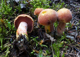 Imagem de Chalciporus rubinellus (Peck) Singer 1973