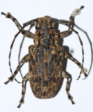 Image of <i>Coptops liturata</i> Klug 1833