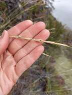 Image of Elymus reflexiaristatus (Nevski) Melderis