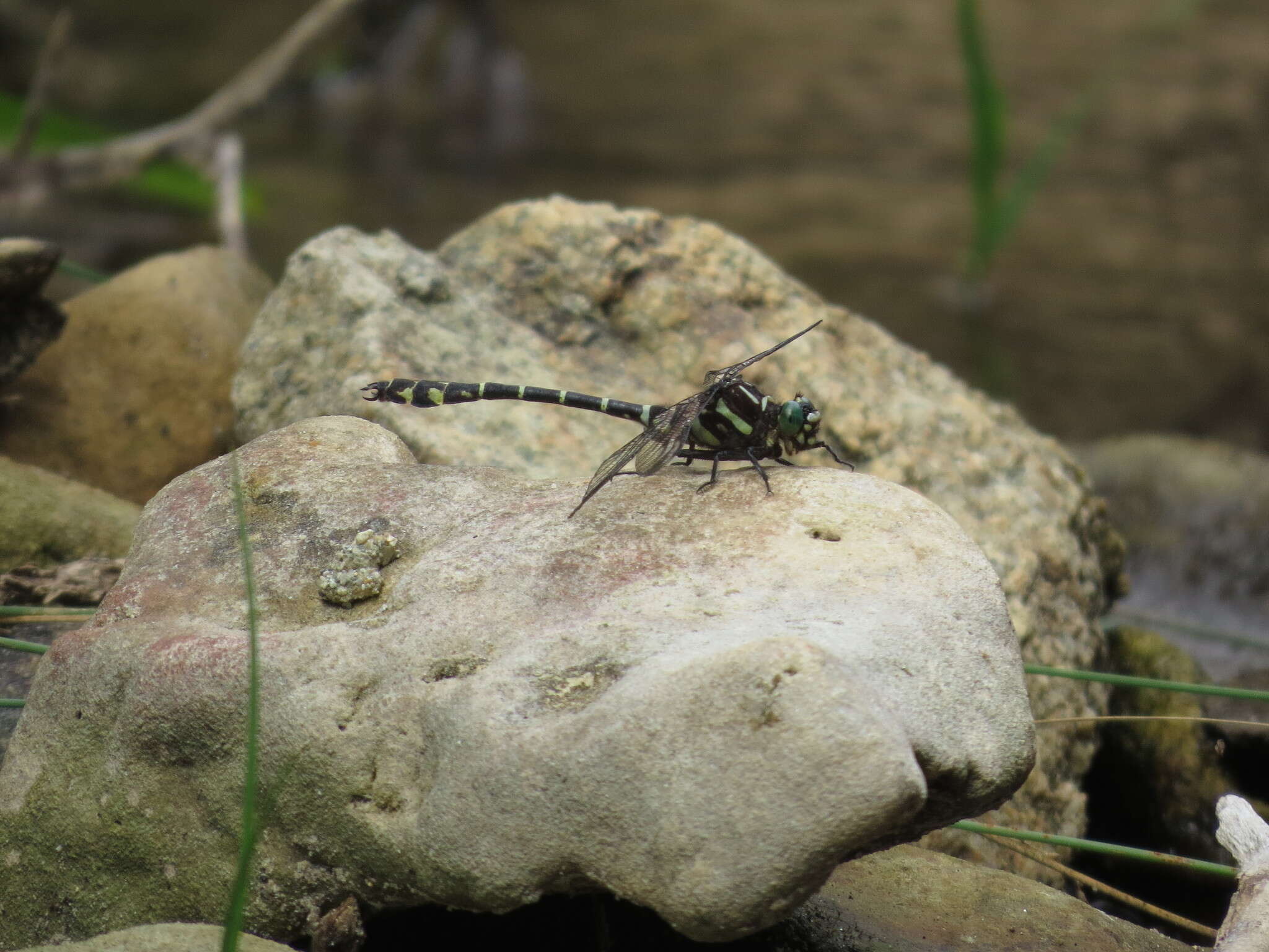 Image of Zebra Clubtail