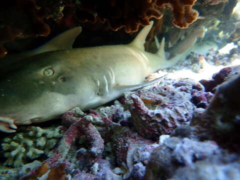 Image de Requin-chabot bambou