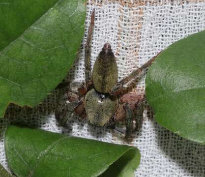 Image of Thelcticopis severa (L. Koch 1875)