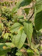 Image of chestnutleaf trumpetbush
